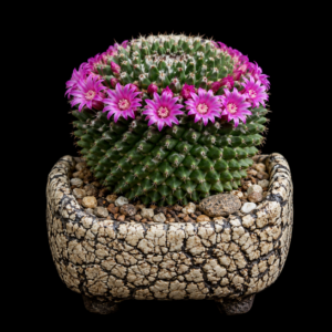Mammillaria sartorii - 5 Seed Pack
