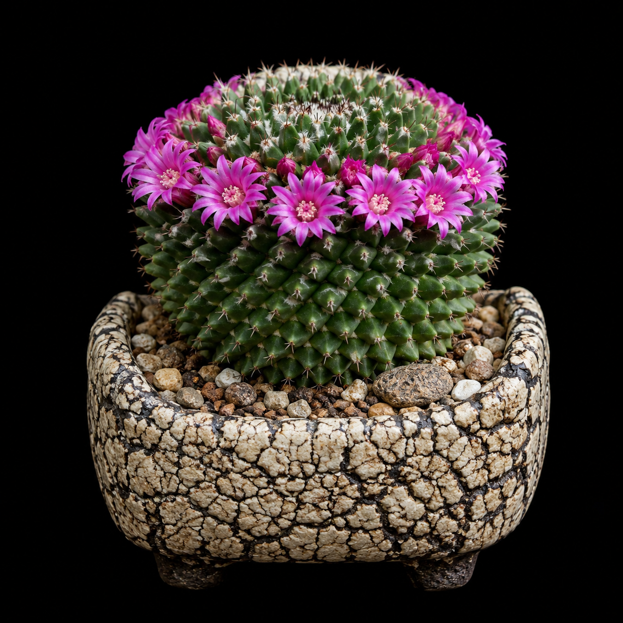 Mammillaria sartorii - 5 Seed Pack