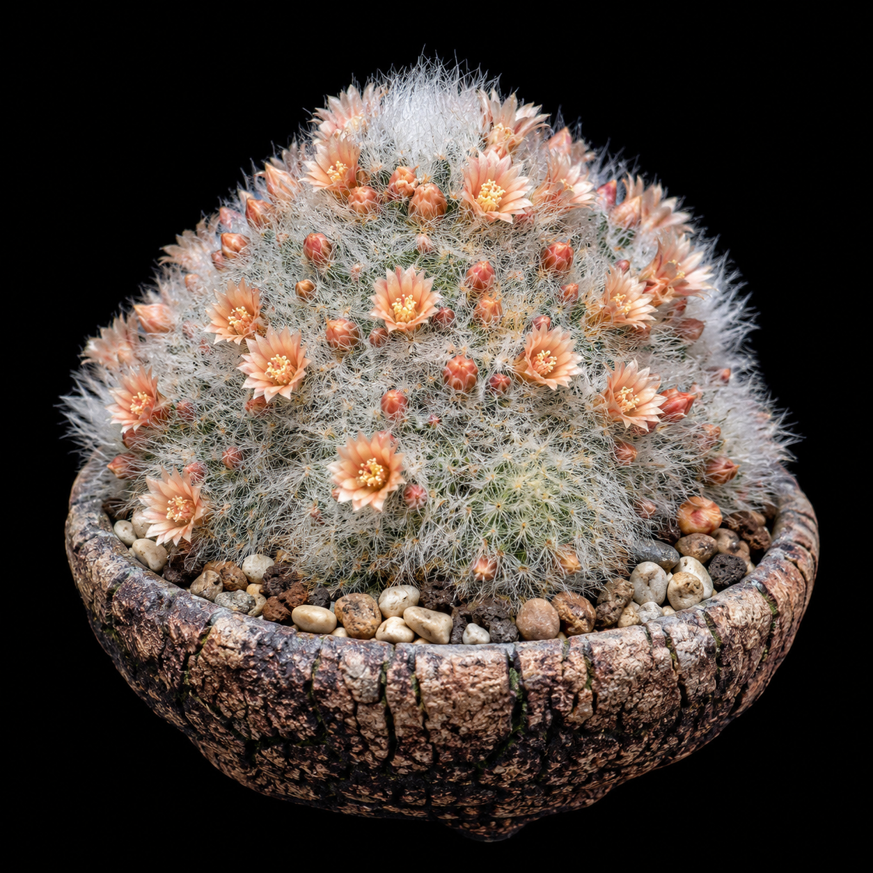 Mammillaria scheinvariana - 5 Seed Pack