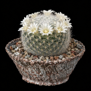 Mammillaria schiedeana ssp. dumetorum - 5 Seed Pack