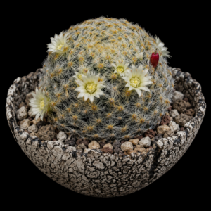 Mammillaria schiedeana ssp. schiedeana - 5 Seed Pack