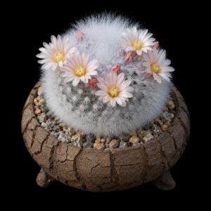 Mammillaria schwarzii - 5 Seed Pack