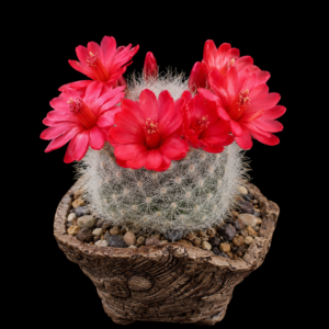 Mammillaria senilis - 5 Seed Pack