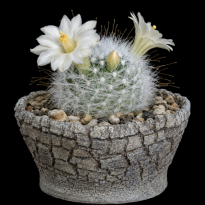 Mammillaria senilis var. albiflora - 5 Seed Pack