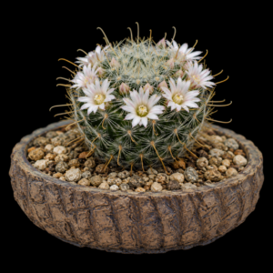 Mammillaria sinistrohamata - 5 Seed Pack