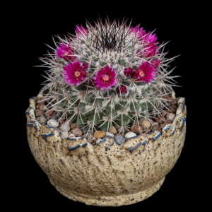 Mammillaria sonorensis - 5 Seed Pack