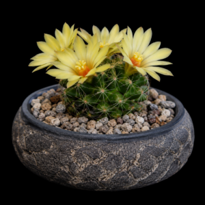 Mammillaria sphaerica - 5 Seed Pack