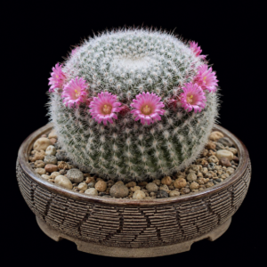 Mammillaria standleyi - 5 Seed Pack