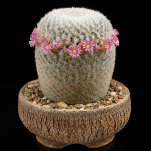 Mammillaria supertexta - 5 Seed Pack