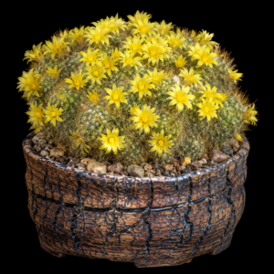 Mammillaria surculosa - 5 Seed Pack