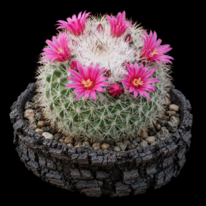 Mammillaria tayloriorum - 5 Seed Pack
