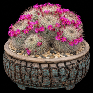 Mammillaria varieaculeata - 5 Seed Pack