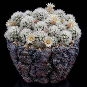Mammillaria vetula ssp. gracilis cv. Arizona Snowcap - 5 Seed Pack