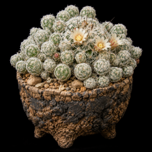 Mammillaria vetula ssp. gracilis - Thimble Cactus - 5 Seed Pack