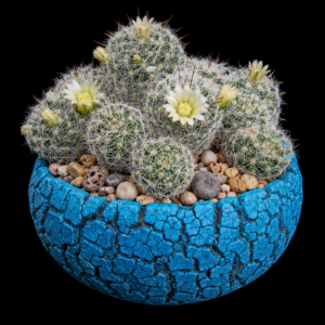 Mammillaria vetula ssp. vetula - 5 Seed Pack