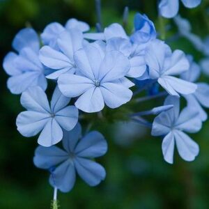 Plumbago auriculata - Cape Leadwort, Plumbago; Syselbos - 5 Seed Pack