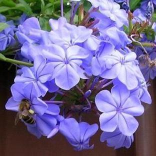 Plumbago auriculata - Cape Leadwort, Plumbago; Syselbos - 5 Seed Pack - Image 2