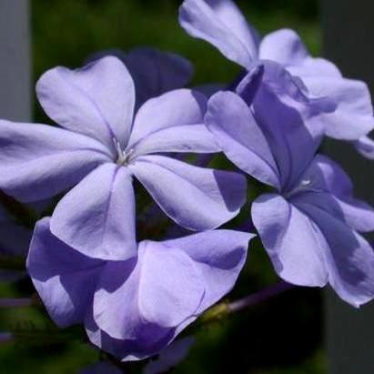 Plumbago auriculata - Cape Leadwort, Plumbago; Syselbos - 5 Seed Pack - Image 3
