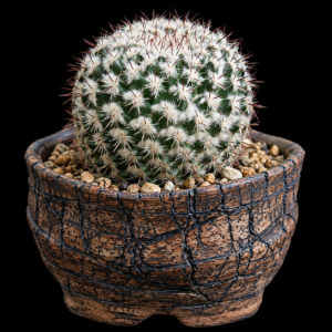 Mammillaria voburnensis ssp. eichlamii - 5 Seed Pack