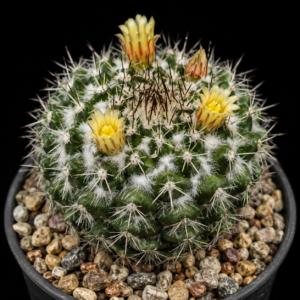Mammillaria voburnensis ssp. voburnensis - 5 Seed Pack
