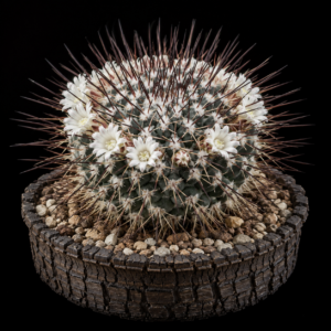 Mammillaria wagneriana White Flowers - 5 Seed Pack