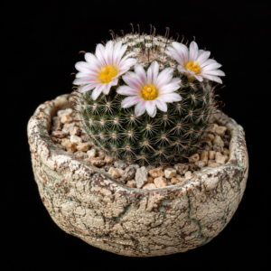 Mammillaria weingartiana - 5 Seed Pack