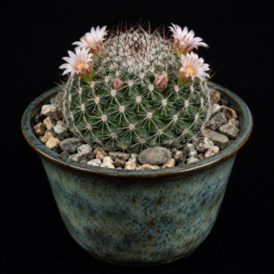 Mammillaria wiesingeri ssp. wiesingeri - 5 Seed Pack