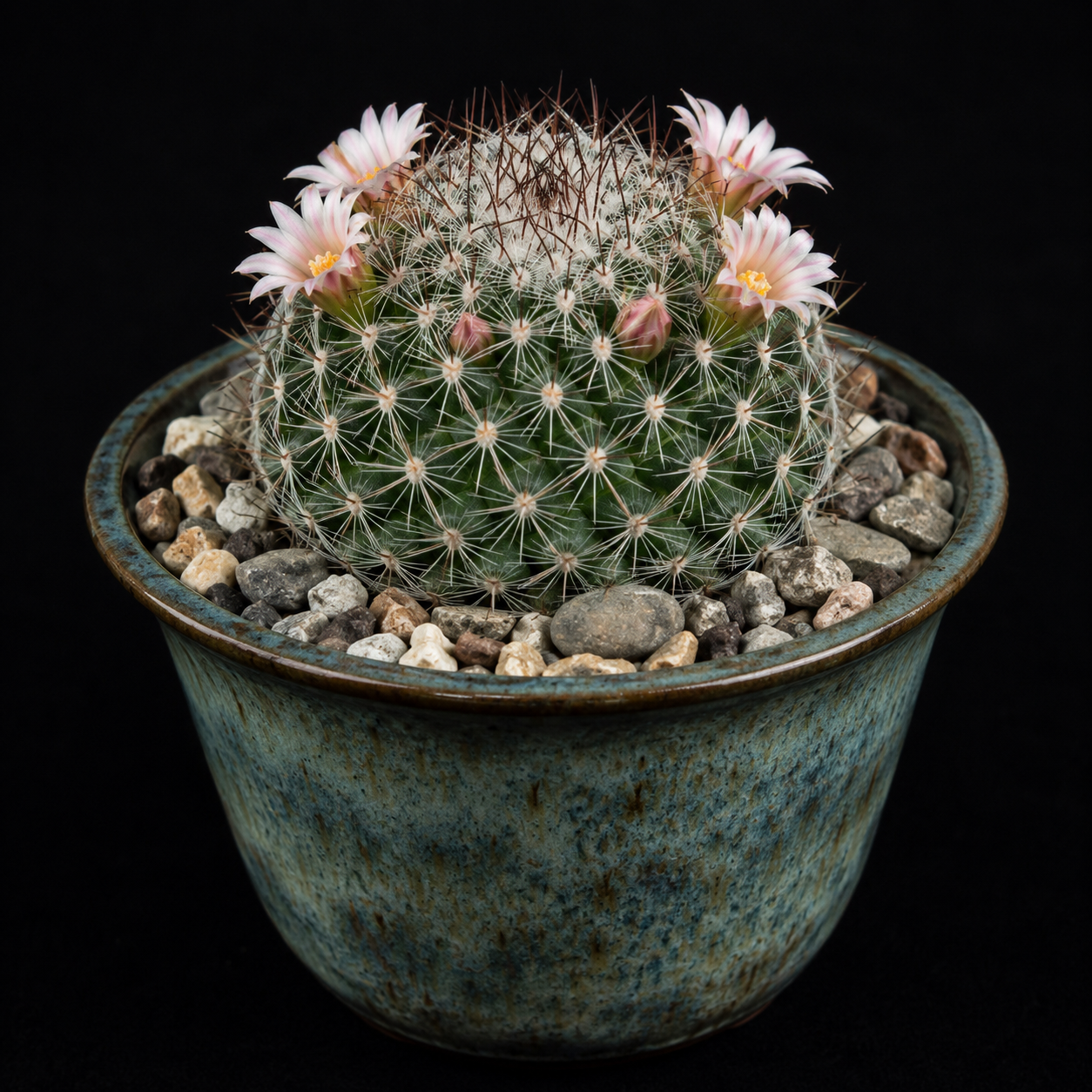 Mammillaria wiesingeri ssp. wiesingeri - 5 Seed Pack