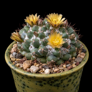 Mammillaria winterae ssp. aramberri - 5 Seed Pack