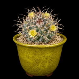 Mammillaria winterae ssp. winterae - 5 Seed Pack