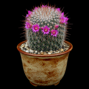 Mammillaria xaltianguensis ssp. bambusiphila - 5 Seed Pack