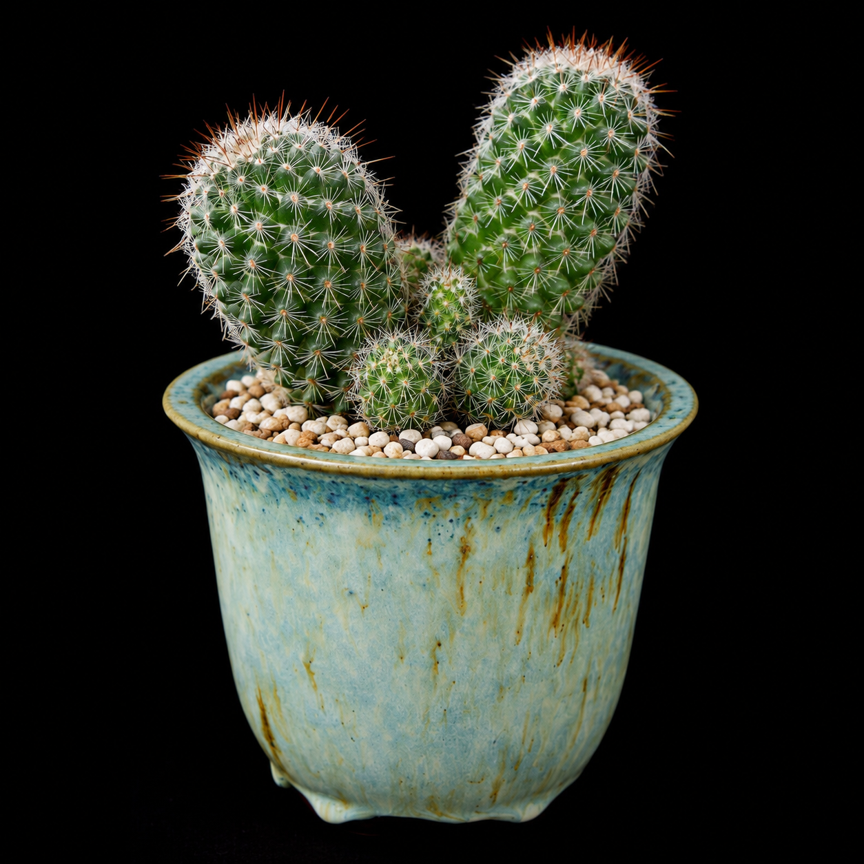 Mammillaria xaltianguensis ssp. xaltianguensis - 5 Seed Pack