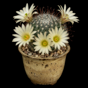 Mammillaria zephyranthoides ssp. heidiae - 5 Seed Pack