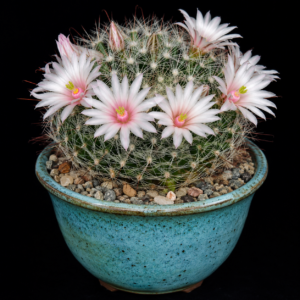 Mammillaria zephyranthoides ssp. Zephyranthoides - 5 Seed Pack