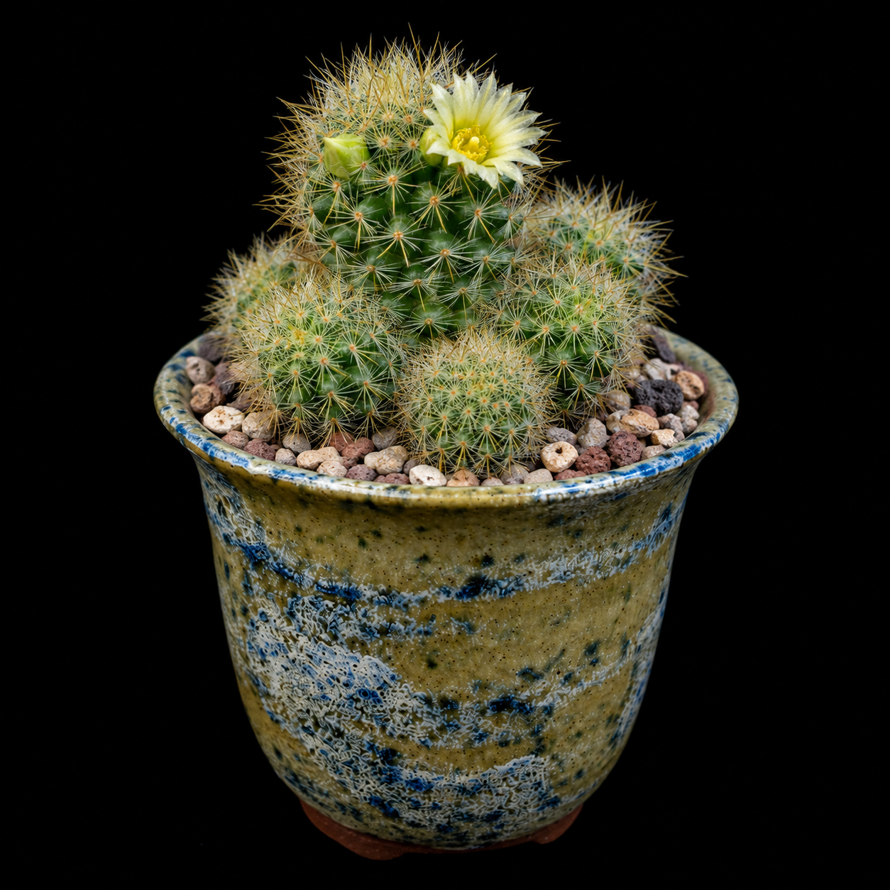 Mammillaria zublerae - 5 Seed Pack